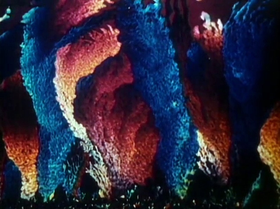 The Miracle of Life | Full Documentary | NOVA | PBS