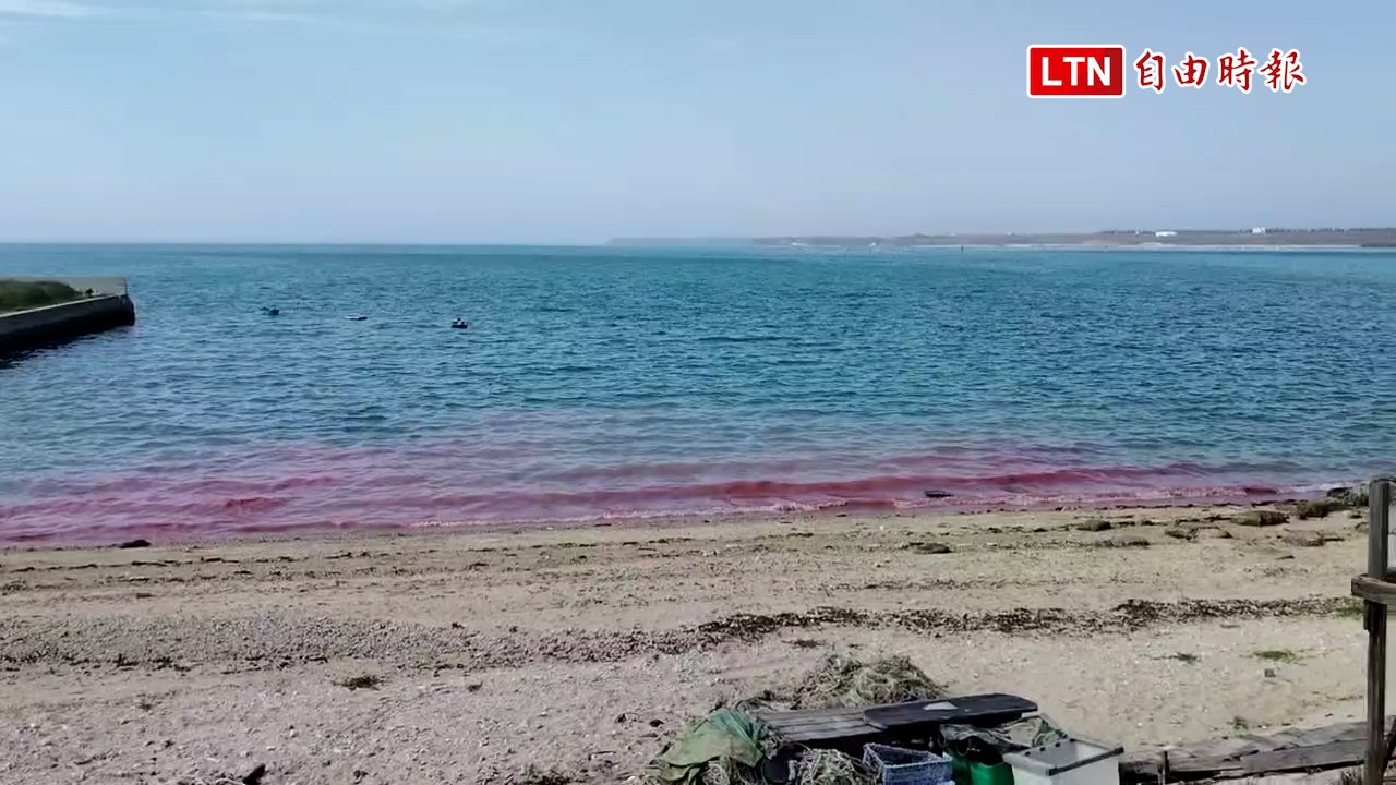 「紅潮」再現！ 澎湖西嶼橫礁珊瑚驚喜產卵