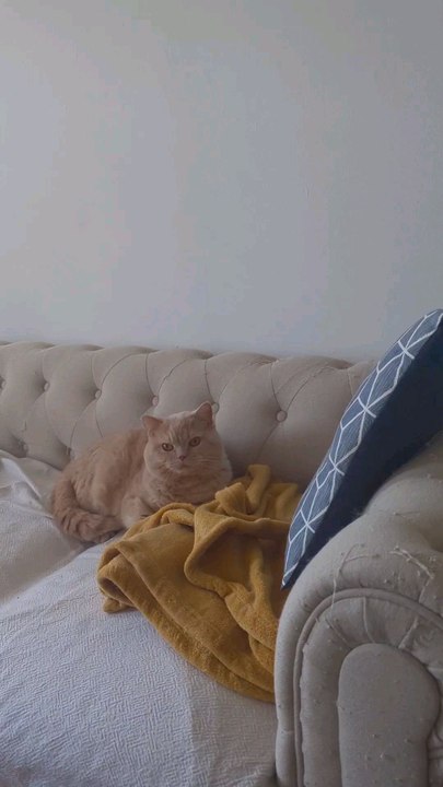 la PLAYLIST parfaite pour CALMER ton animal de compagnie