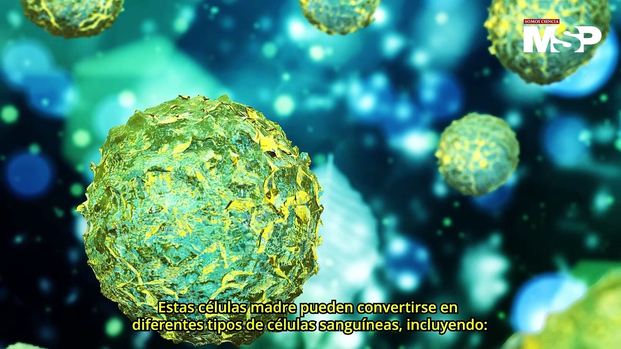 Leucemia Mieloide Aguda: ¿Qué es y cómo funciona? - #ExclusivoMSP