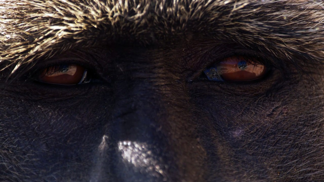 Trailer for Planet Earth III - narrated by kids