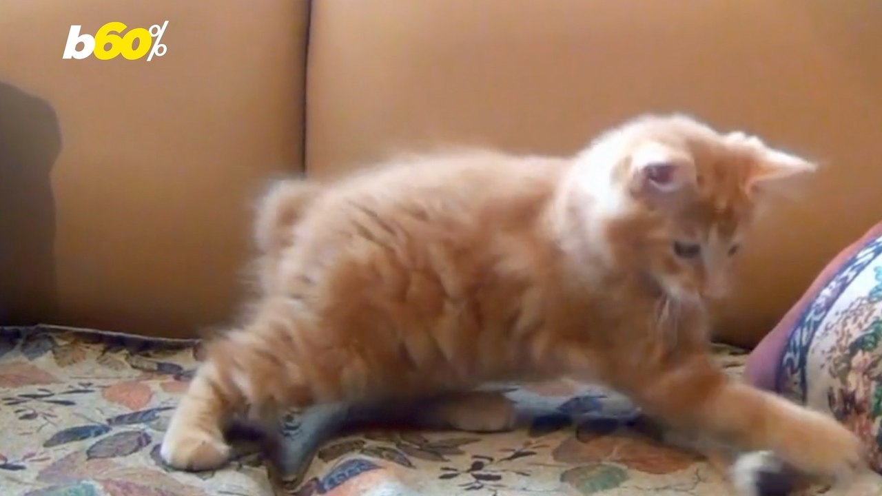 Cat Owners Don't Know As Much As They Think They Do About Their Pet!