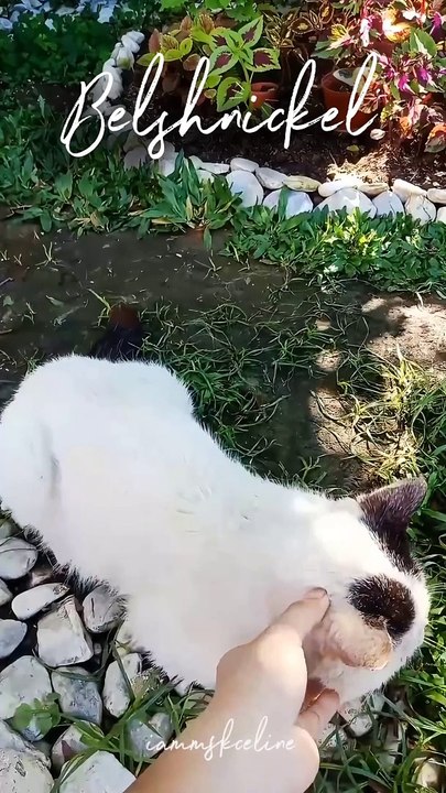 Belshnickel the Grandpa Catto