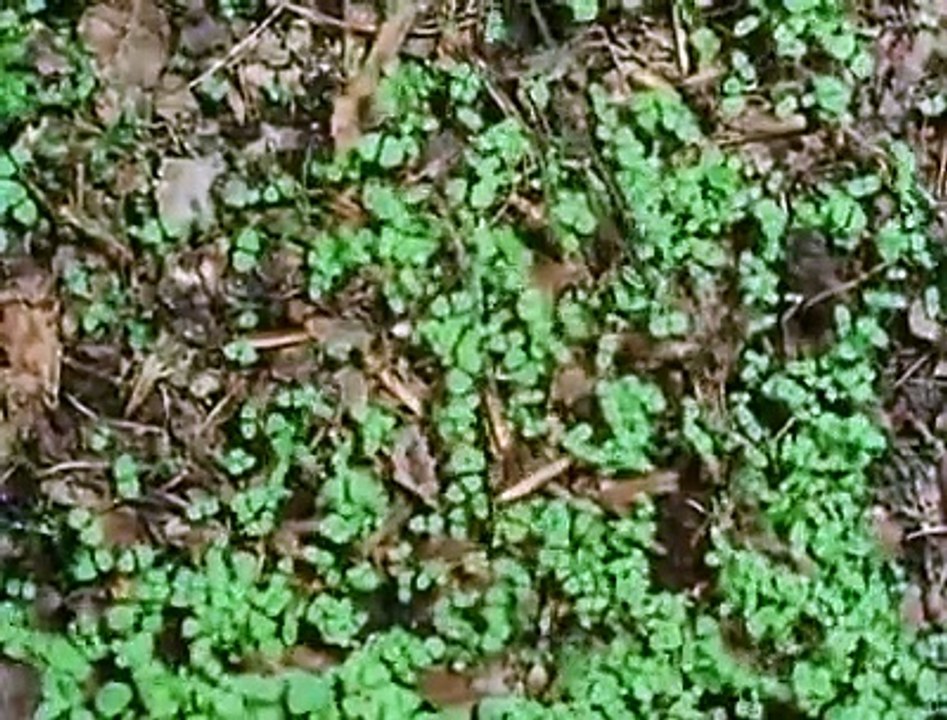 The Private Life of Plants - 04 - The Social Struggle