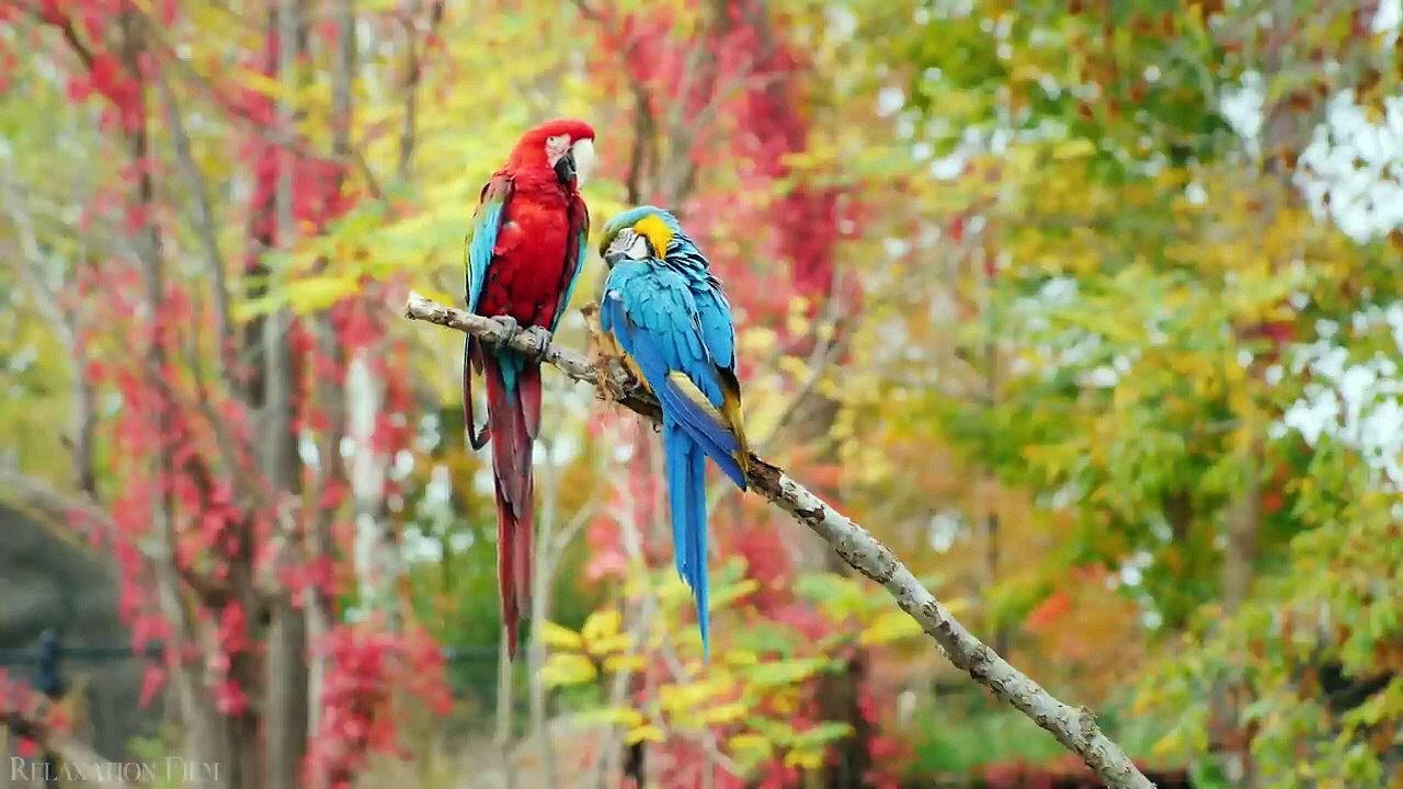 EARTH 4K - Relaxation Film - Peaceful Relaxing Music - Nature 4k Video Ultra video