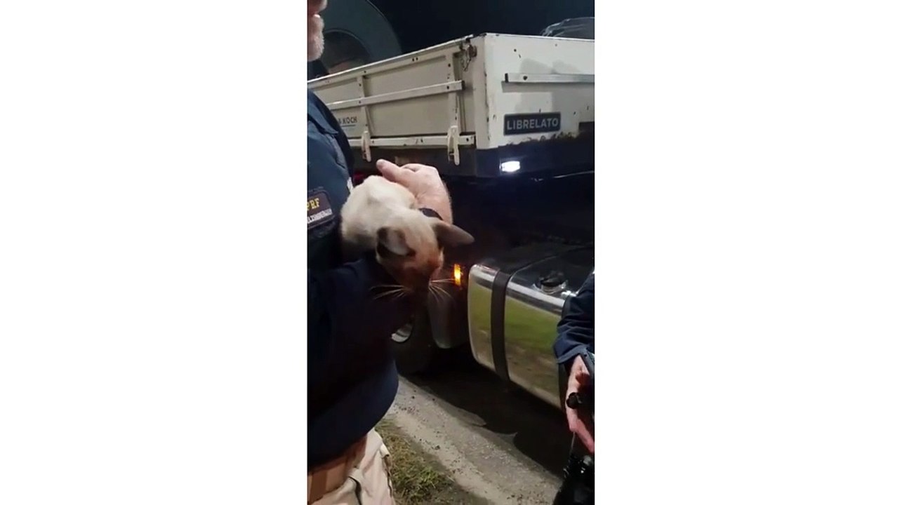 resgate gatinha carreta prf