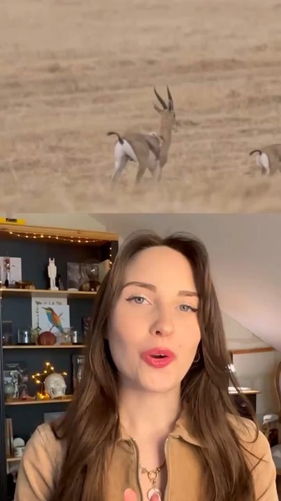 Des animaux étranges ?