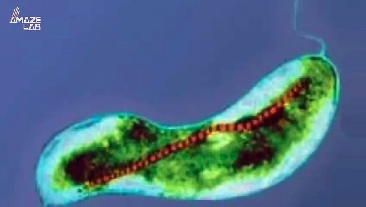 Ever Wonder Why Some Animals Can Detect Magnetic Fields?