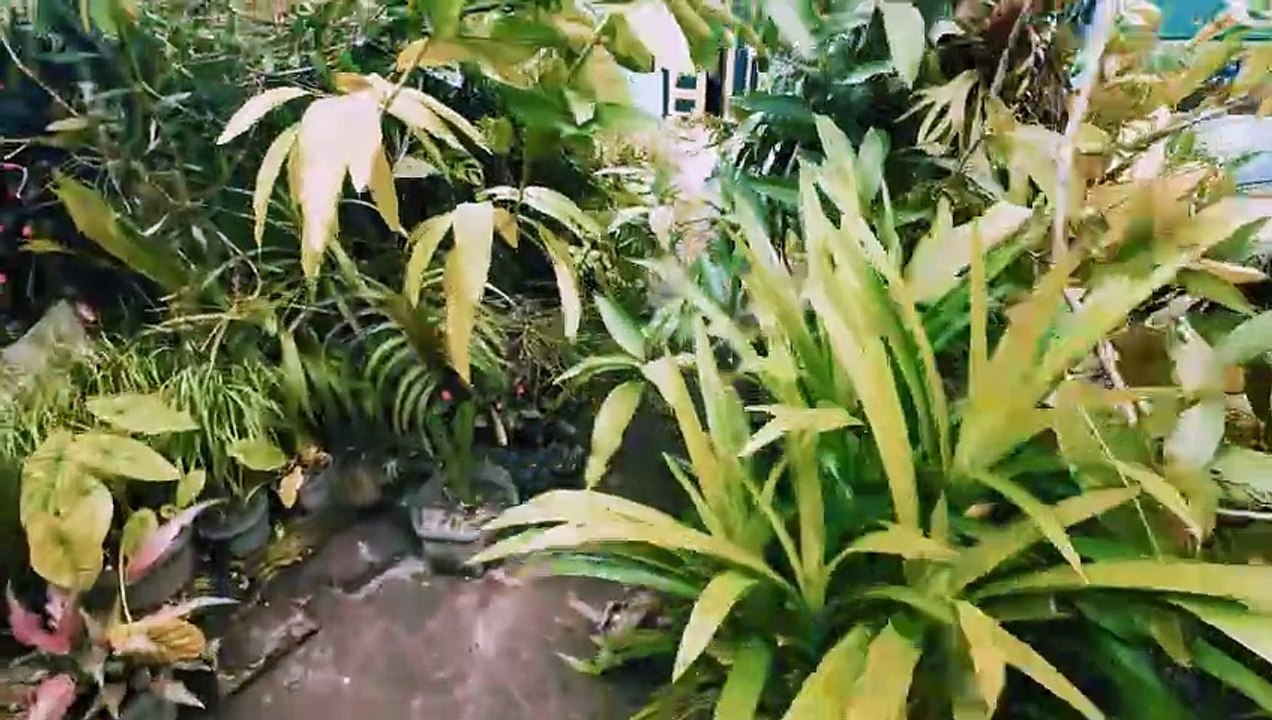 Indonesia's Scenic Natural Beauty 🌿