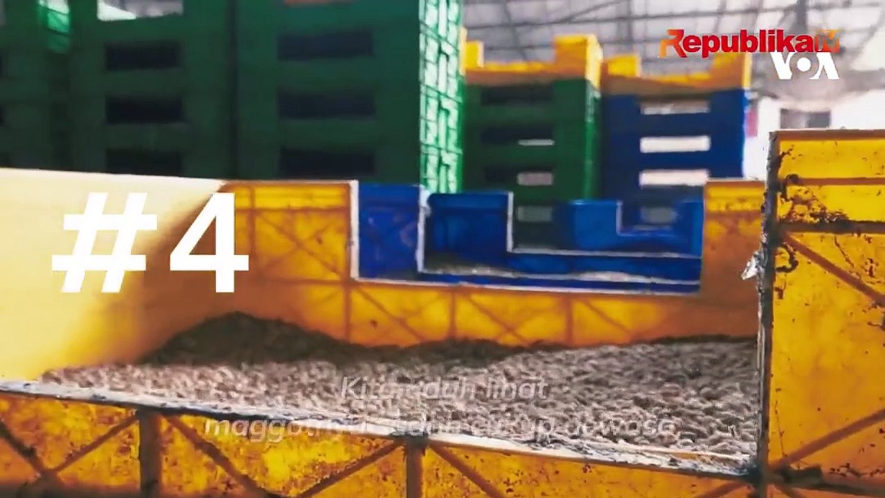 Cara Mudah Budidaya Maggot Pahlawan Sampah Makanan 🐛