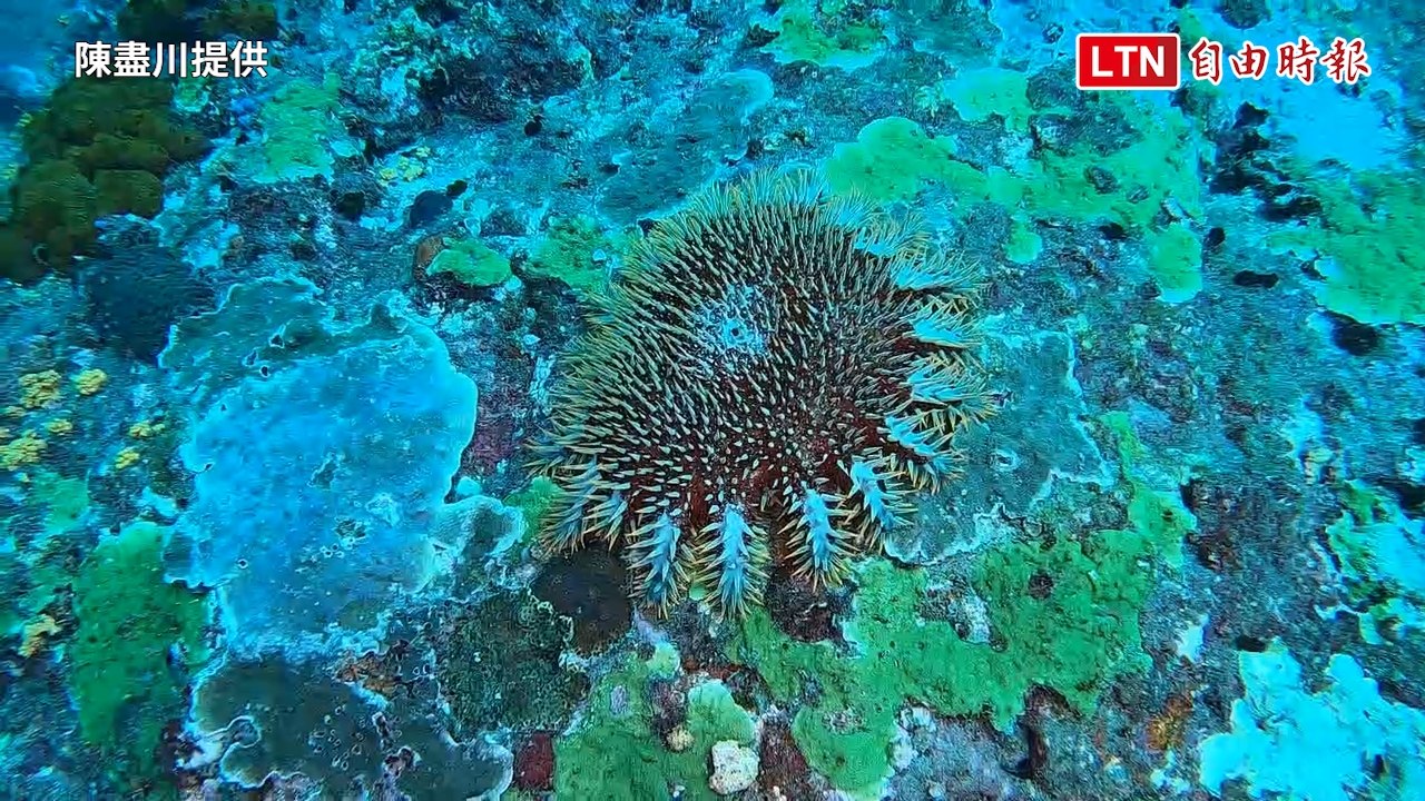 曾釀珊瑚浩劫！「棘冠海星」沉寂多時再現澎湖海域（陳盡川提供）