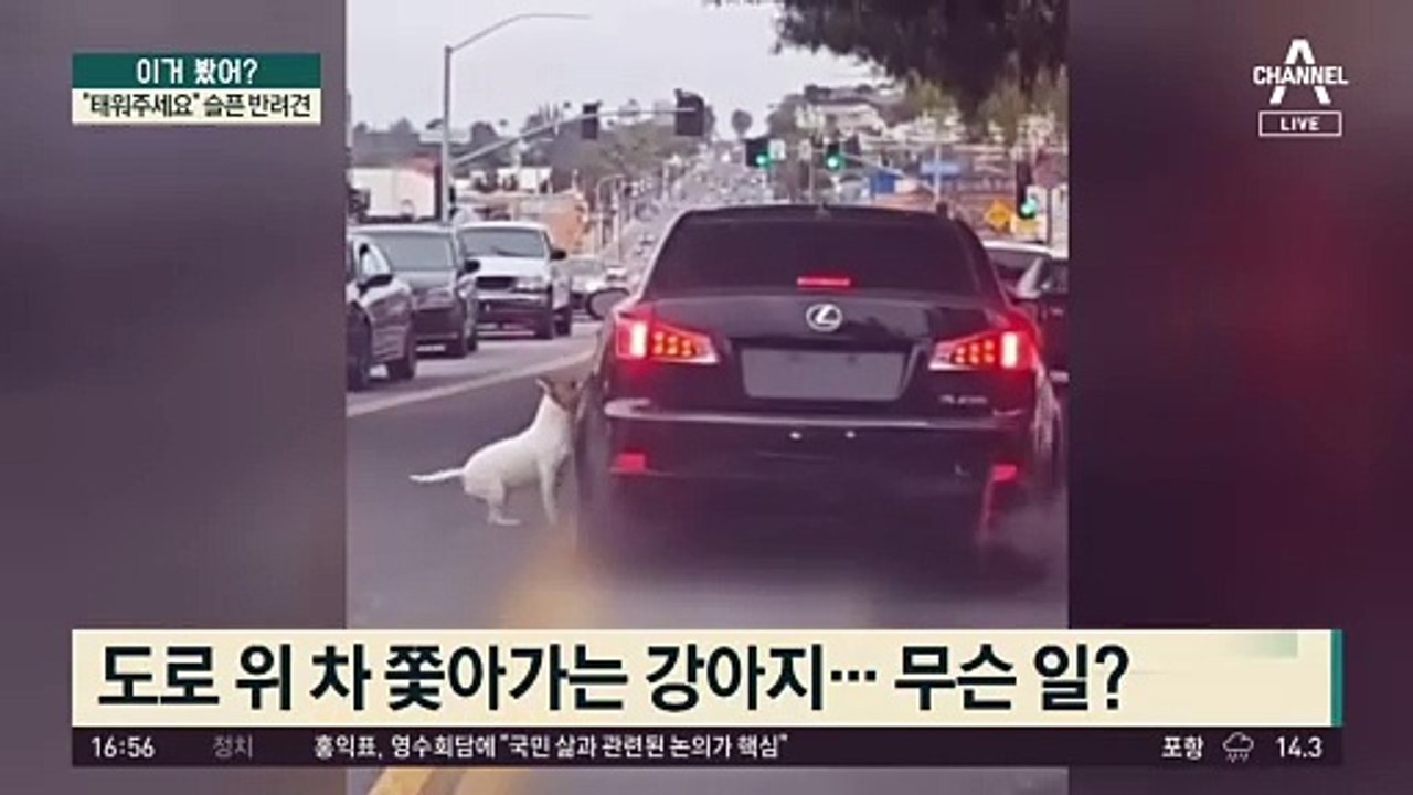 “제발 태워주세요”…안타까운 반려견