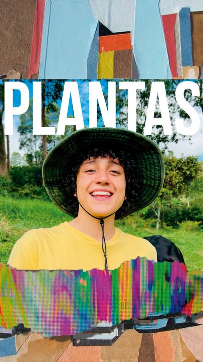 Plantas refrescantes para tu hogar