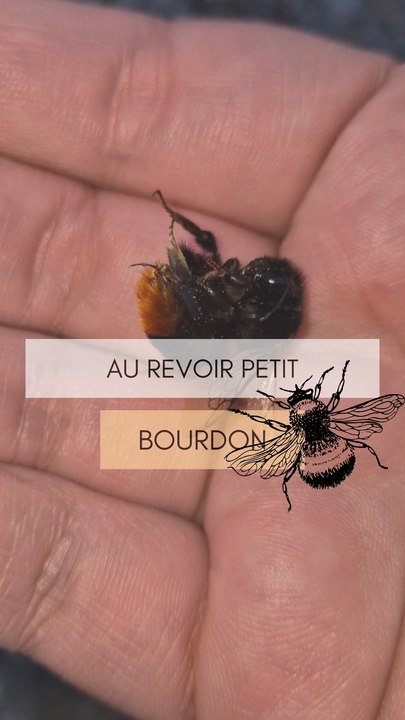 Adieu, Petit Bourdon