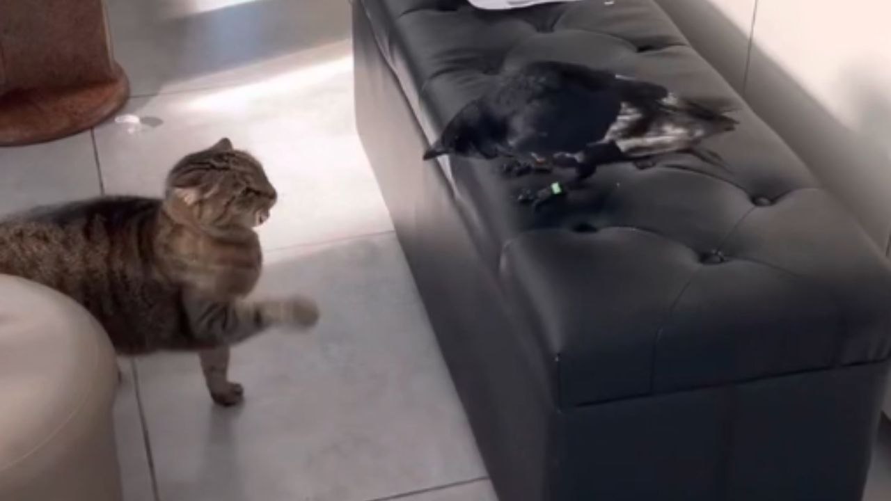 Caw-medy of errors: Raised crow pushes the limits of feline tolerance