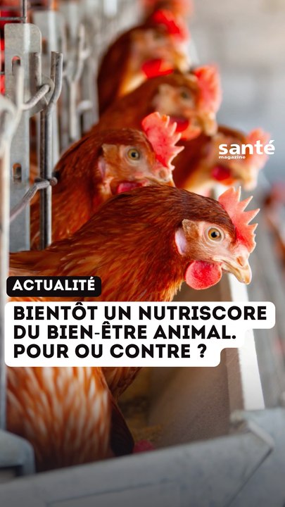 bien être animal