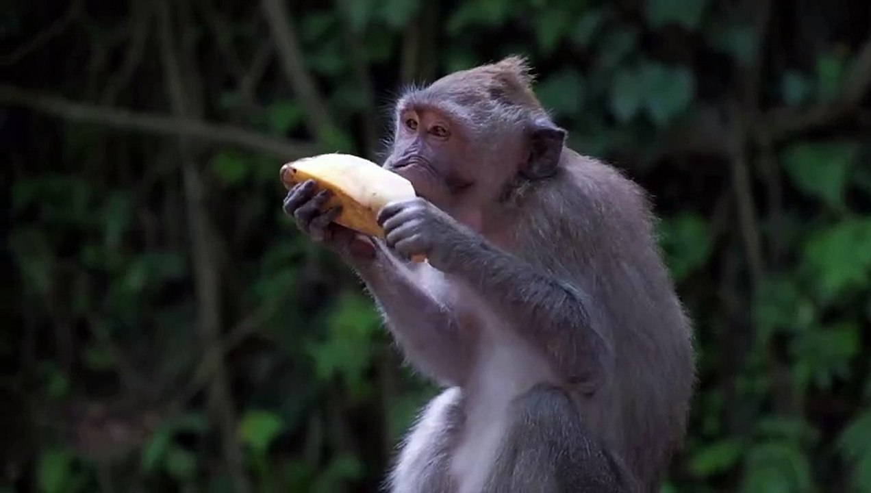 Lanche de Macaco - Divertimento Garantido com Este Primata Engraçado!