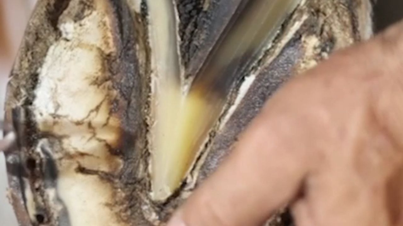 Whisper of the rasp: Farrier trims the horse's hoof with precision and care