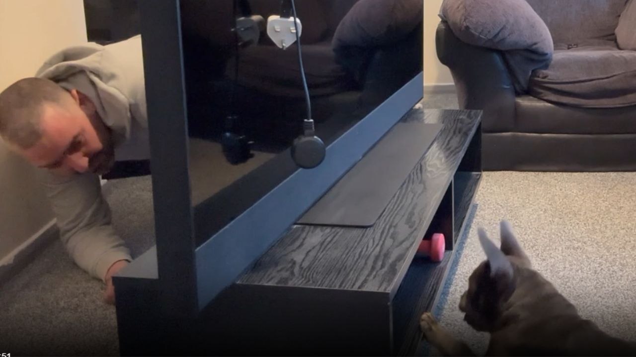 Innocence and mischief: Playful Frenchie masterminds acorn concealment