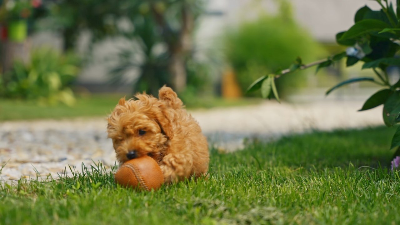 How to Tell if Your Dog is Actually Happy