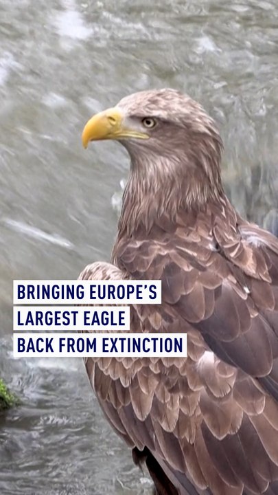 Almost forgotten, Europe's largest eagle fights for its survival