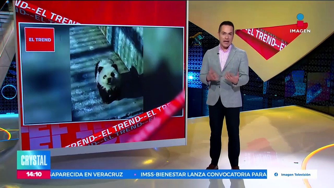 ¡No eran pandas, eran perritos!
