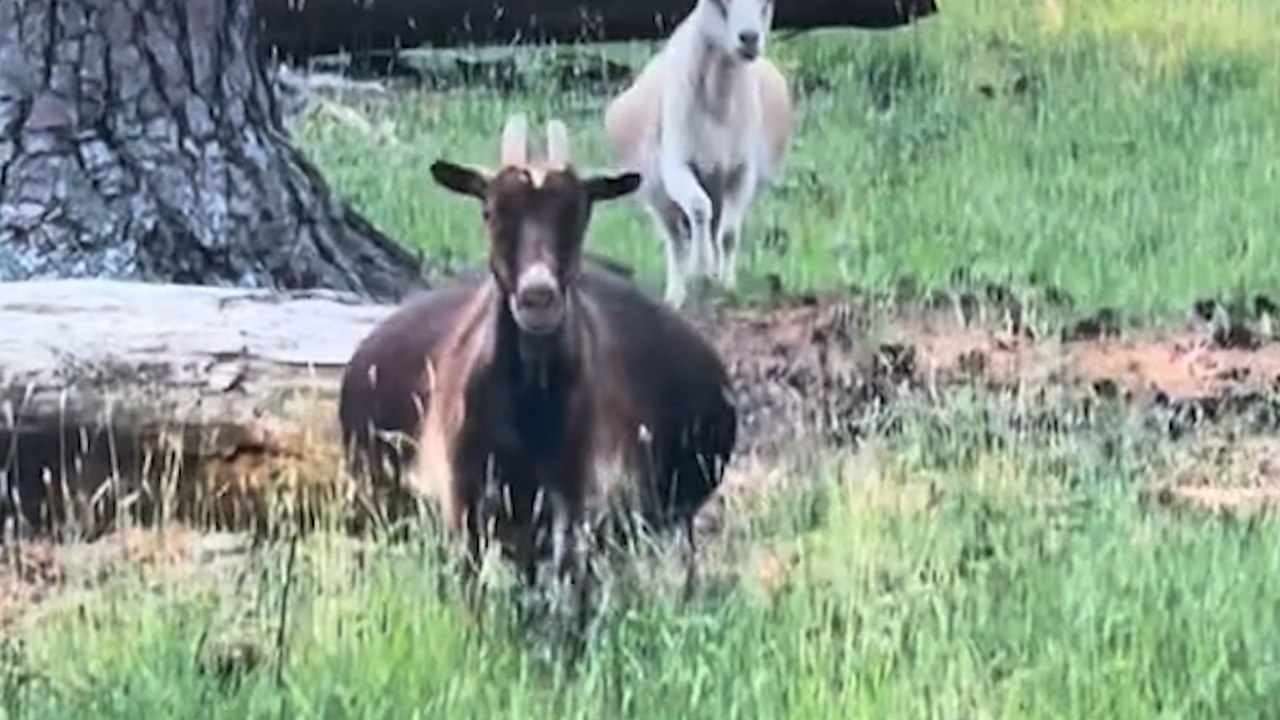 Pregnant goat goes viral - because she's so large