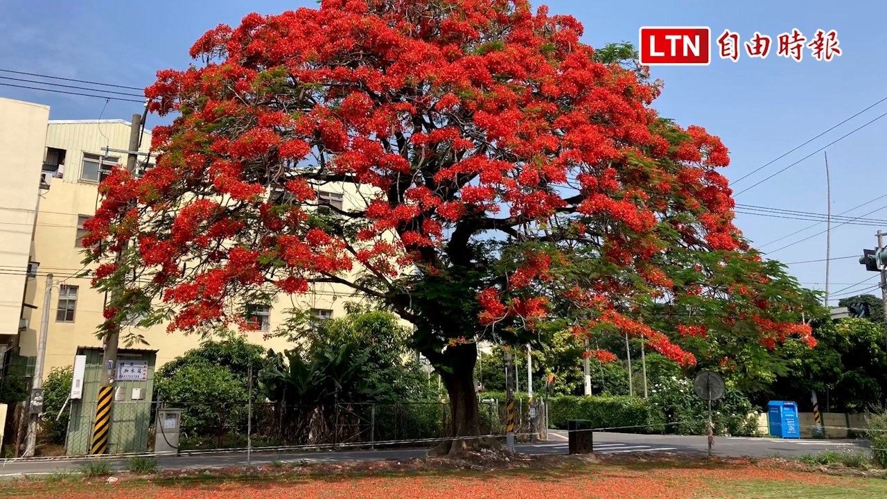「北斗鳳凰木王」母親節前炸裂 特別茂盛有原因