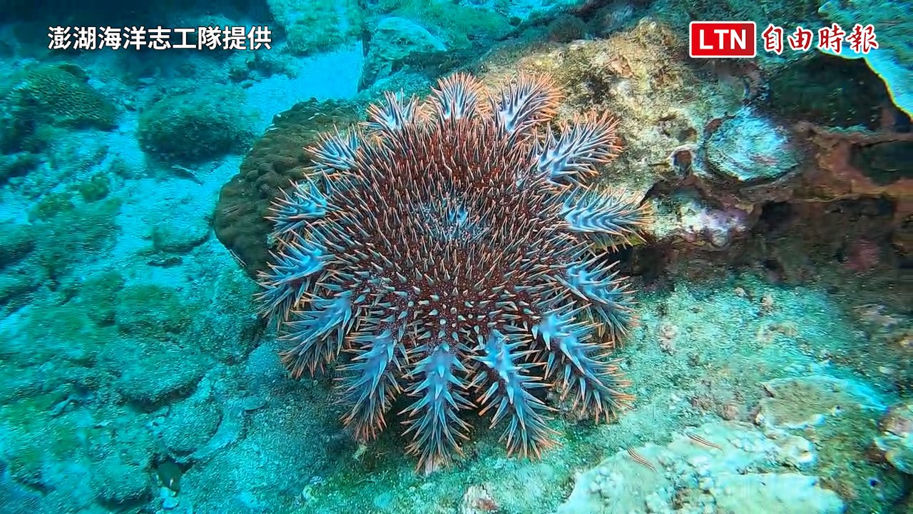 棘冠海星再現七美海域！恐危珊瑚生態 後續待觀察（澎湖海洋志工隊提供）