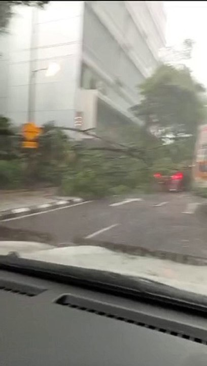 隆市中心 再有树倒压车！（3）