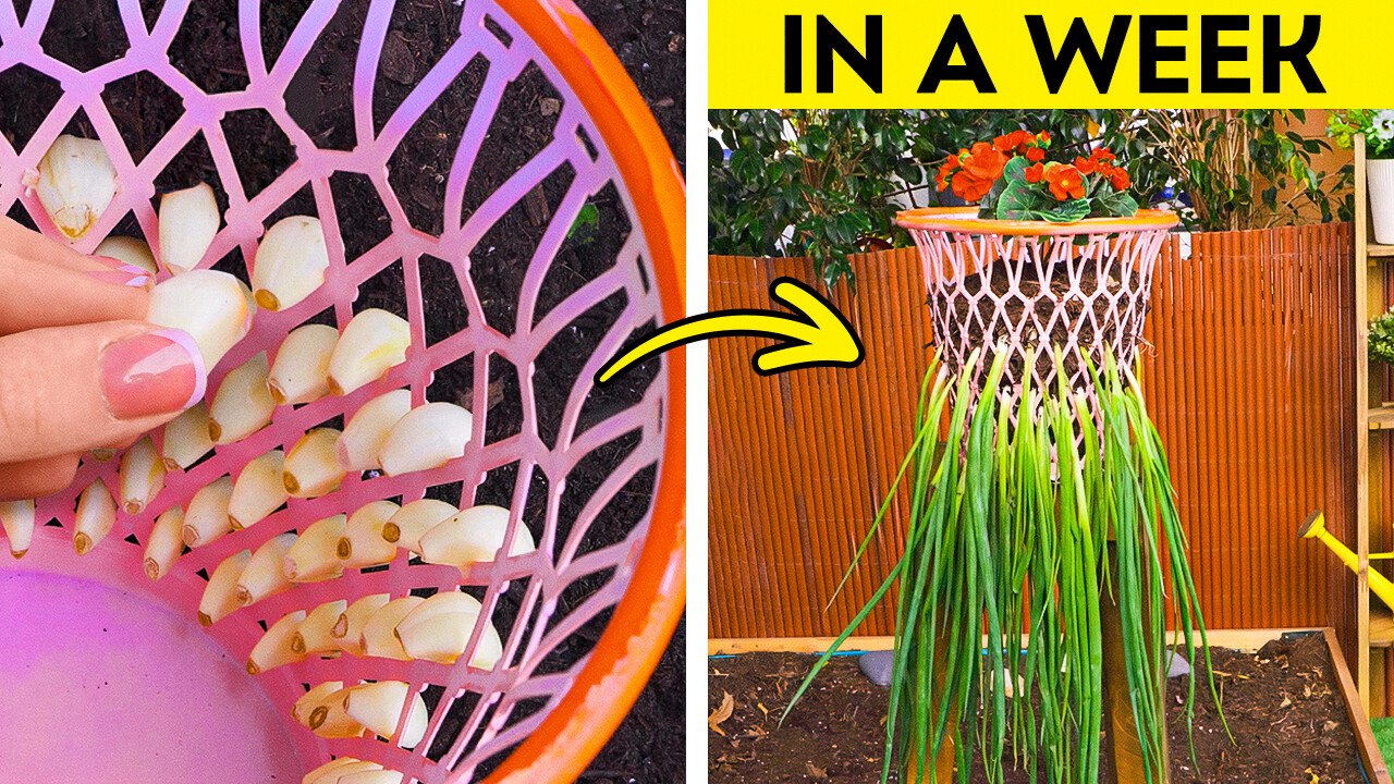 Gardening Hacks for Every Skill Level ‍