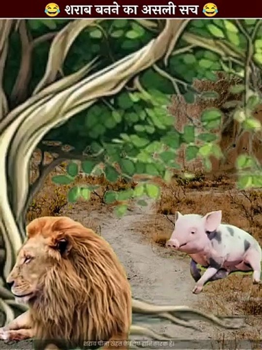 शराब बनने का असली सच   #sharabi  process of making alcohol