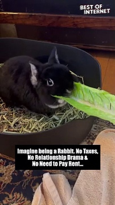 ASMR Snack Time!  This Munching Bunny Will MESMERIZE You!