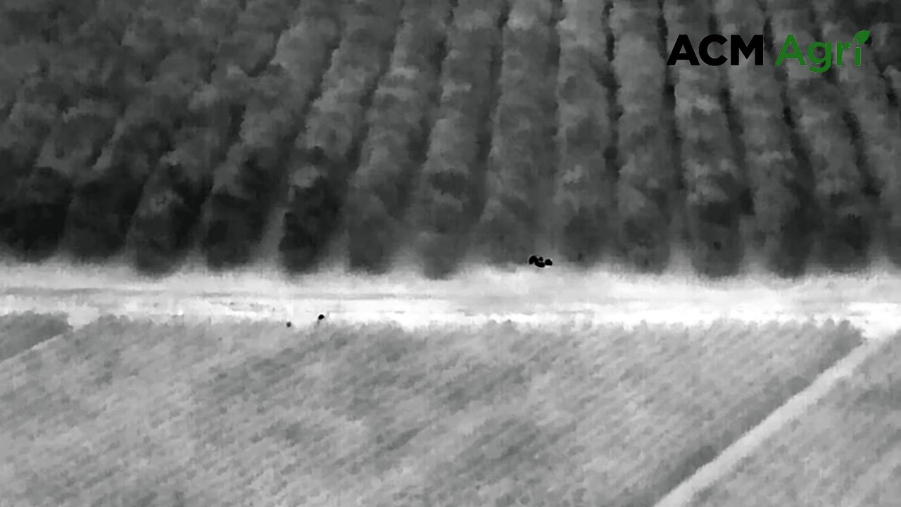 Using thermal imaging drone to deal with feral pigs