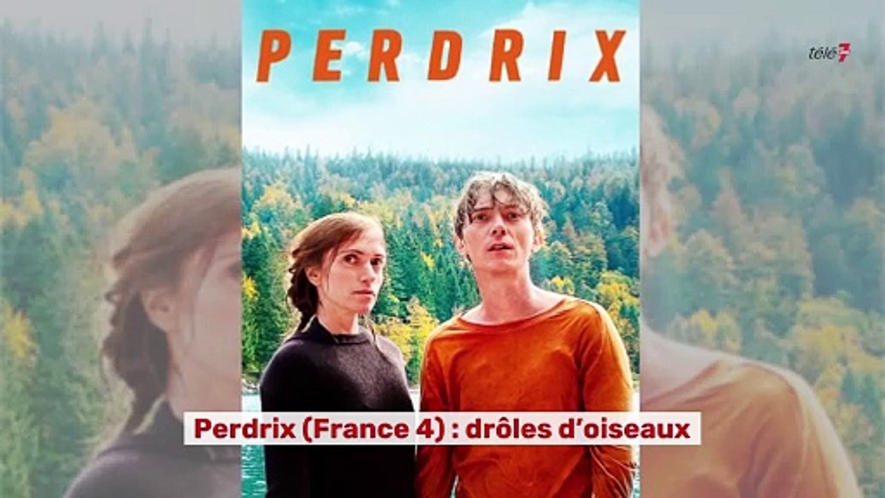 Perdrix : drôles d'oiseaux