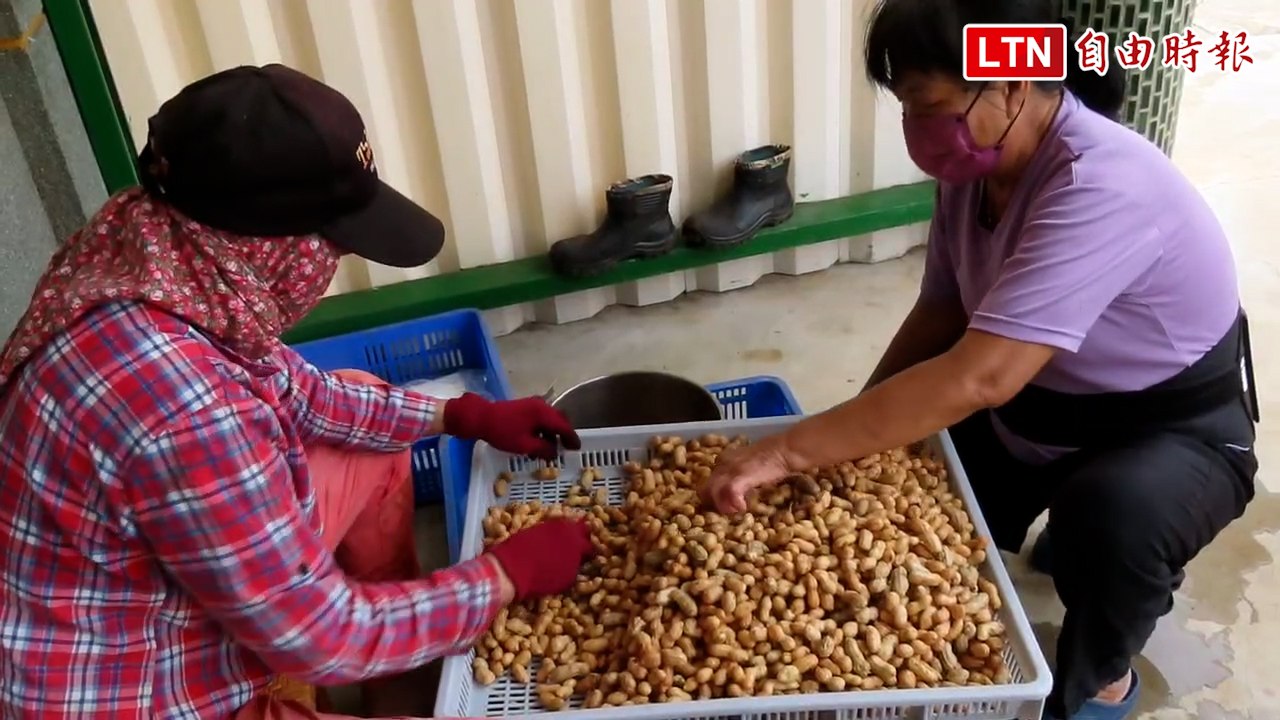 數波鋒面過境影響！澎湖白膜花生開始採收 葉子一夕泛黃