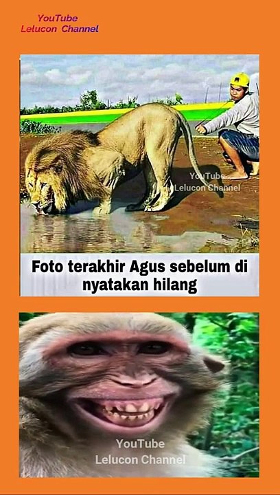 video lucu video viral meme lucu hewan lucu #shorts #hewanlucu #videolucu #monyet