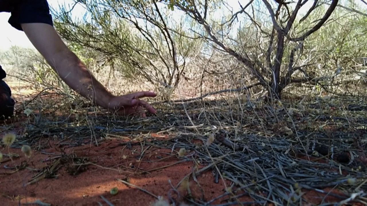 Conservation project working to restore island off WA