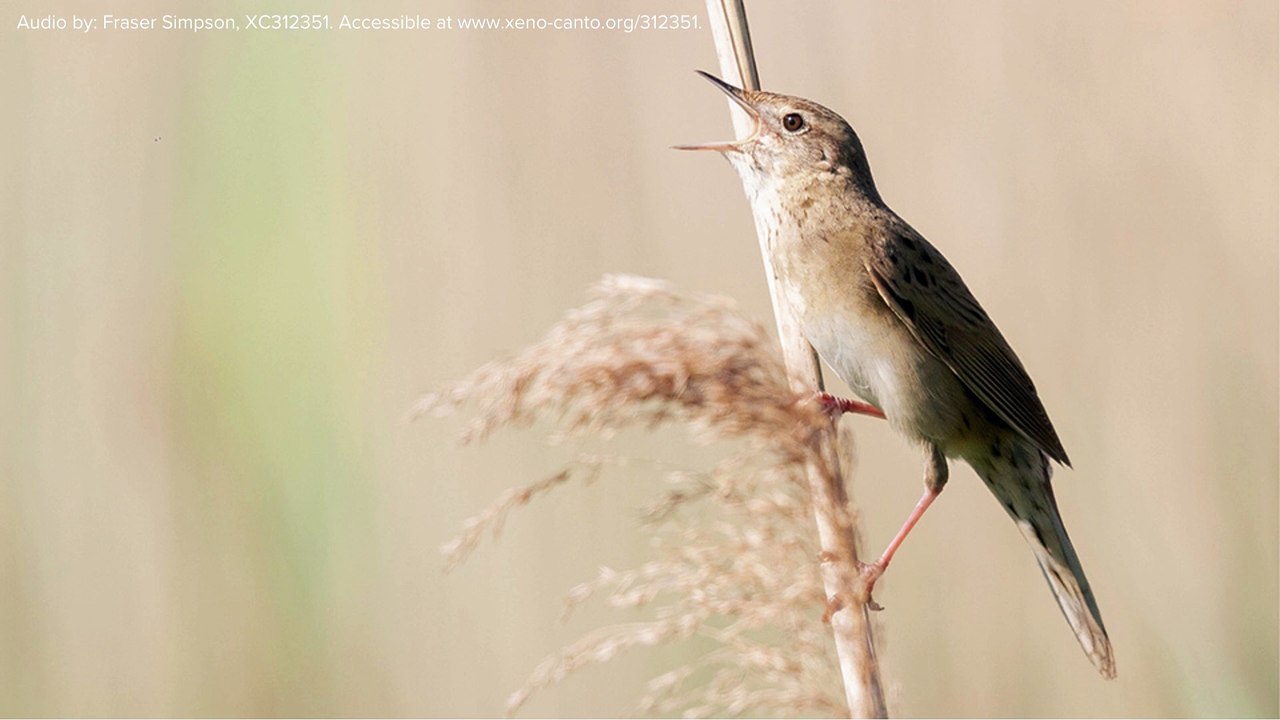 Dawn Chorus video (3)