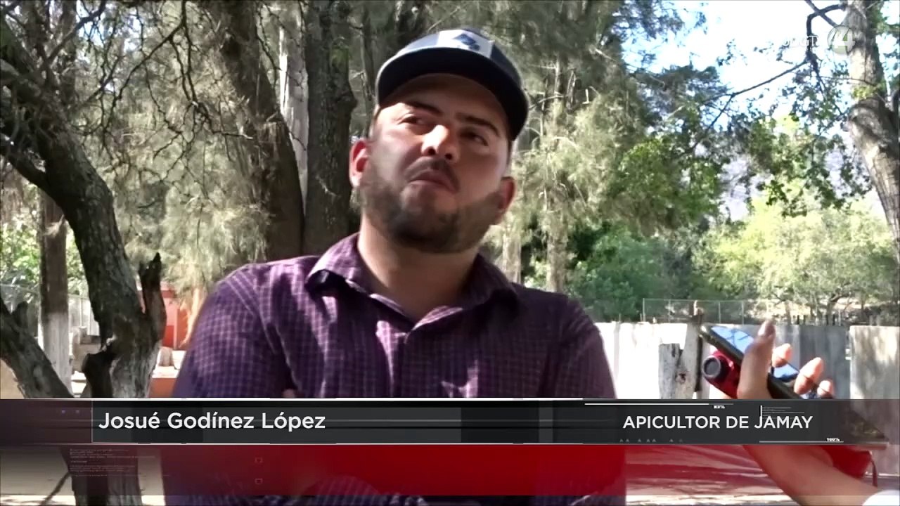 Sequía, deforestación y agave golpean a apicultores de Jamay