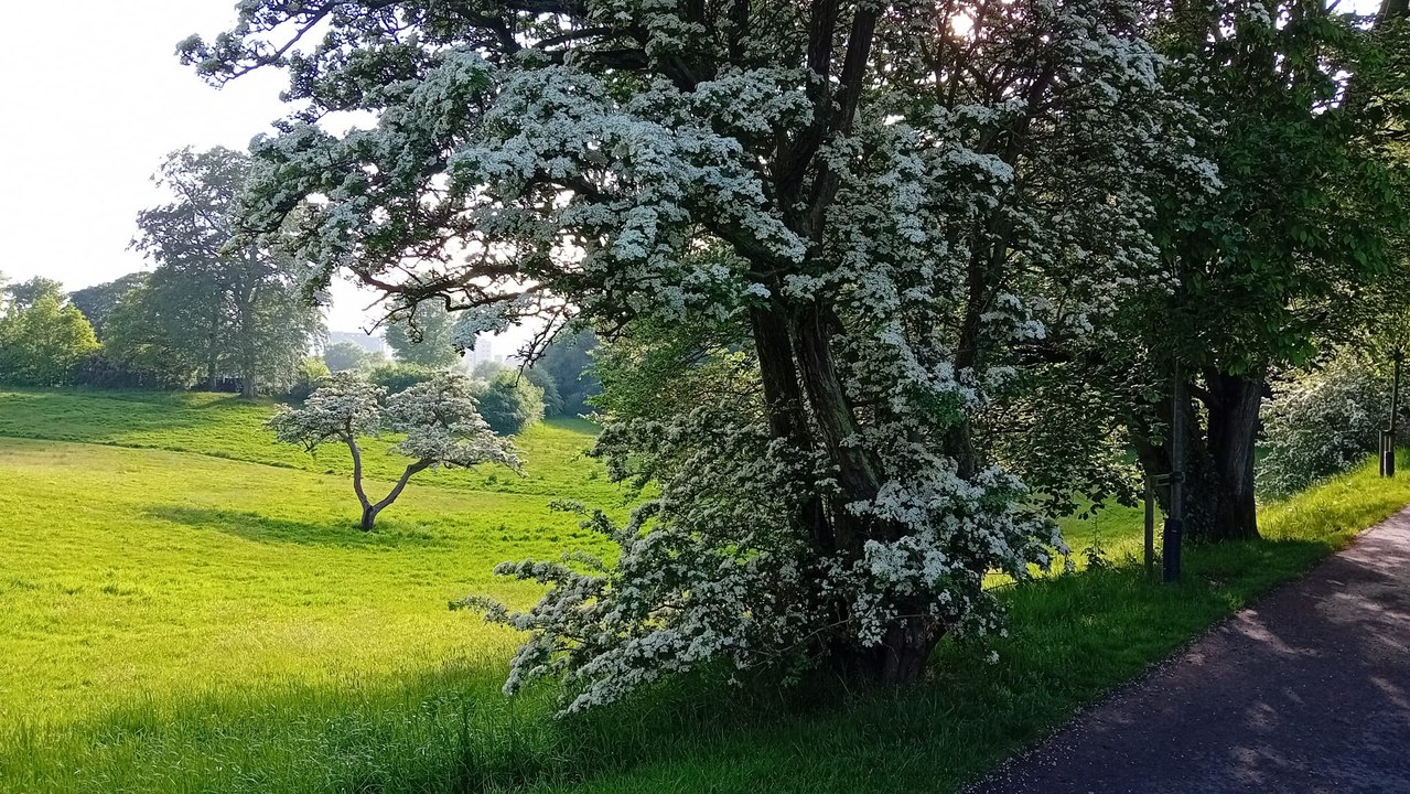 Derry resplendent with blooming mayflowers of the hawthorn, the revered and feared ‘fairy tree’ of lore