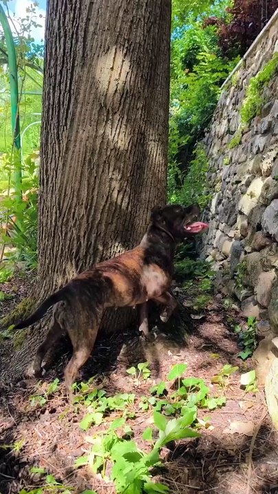 SPIDER PITBULL video doggy lucu keren kocak ngakak #lucu #videolucu