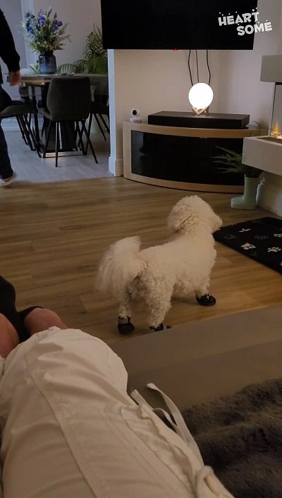 First Time in Boots!  This Pup's Hilarious Walk Will Melt Your Heart!