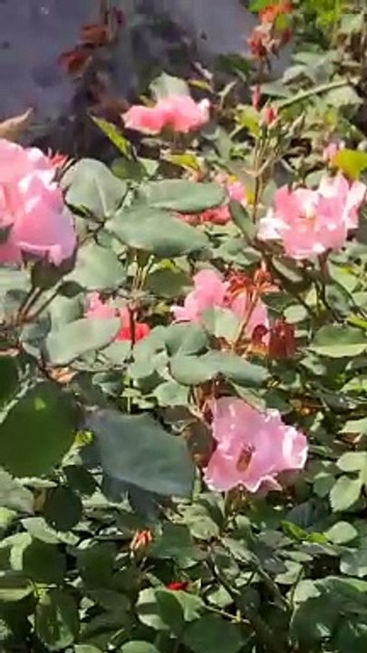 Popular Songs Collection 🎶