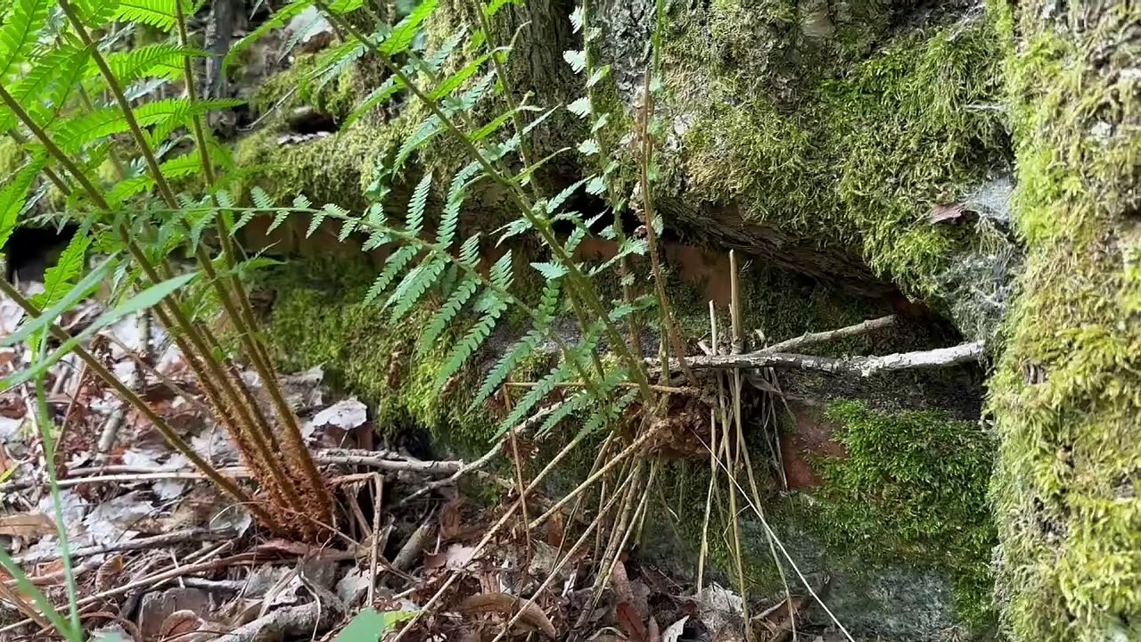 Gazeta Lubuska. Łagów Lubuski. Trześniówek - wioska widmo.