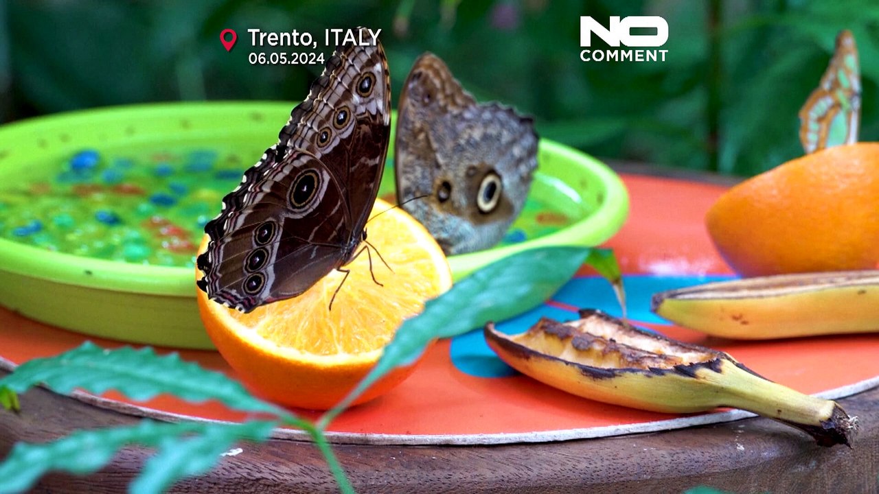 «Лес бабочек» в Альпах