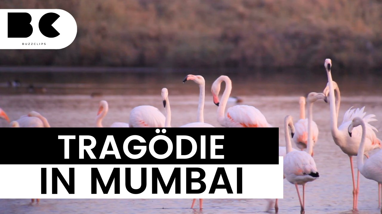 Schockierender Vorfall: Flugzeug tötet 39 Flamingos in Mumbai ✈️
