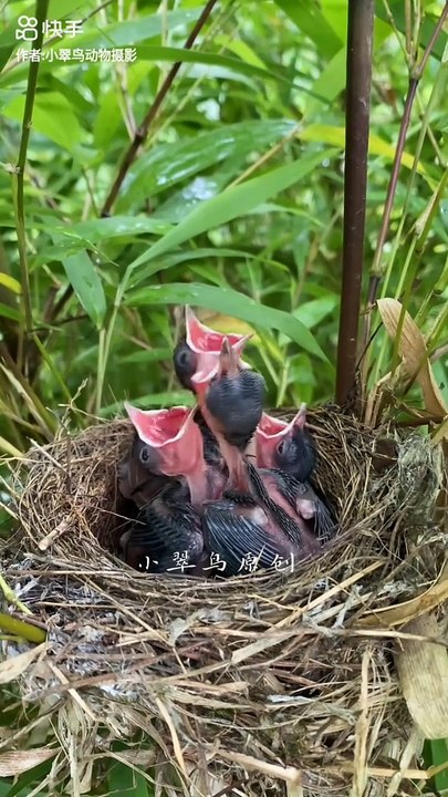 Viral Entertainment Shorts 🎬