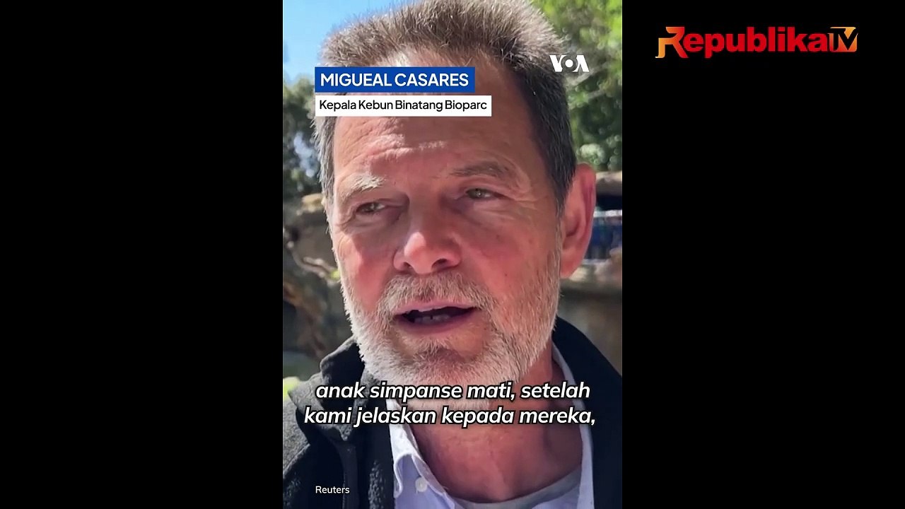 Seakan tak Ingin Pisah, Simpanse di Spanyol Tetap Gendong Bayinya yang Sudah Mati