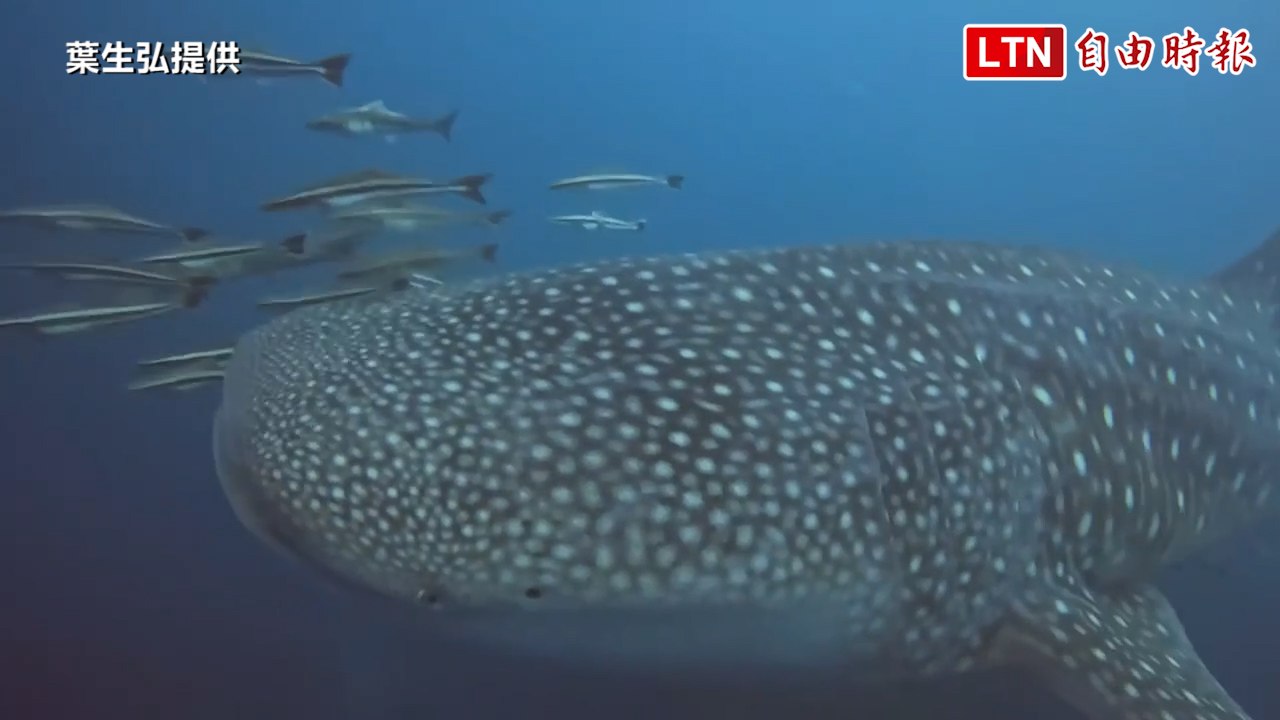 全台最長12米長鯨鯊現身澎湖南方四島 潛水客驚艷(葉生弘提供)